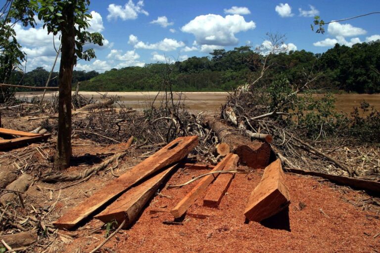 CEAMA: Ley forestal favorece economía ilegal y arriesga conservación de la Amazonía peruana